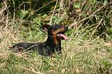 PINSCHER NAIN 099